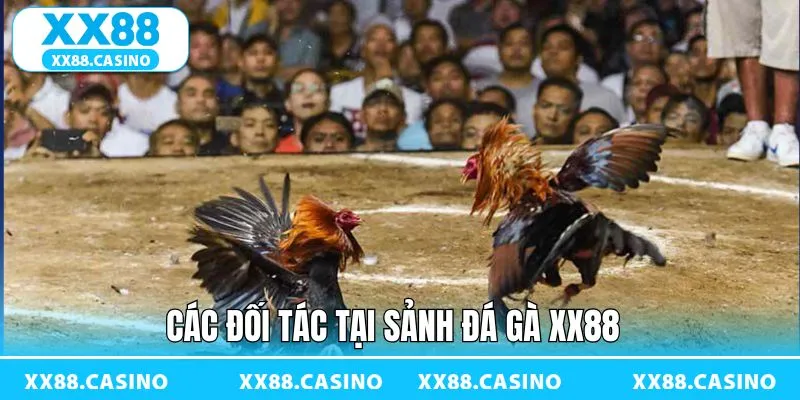 Các sảnh đá gà thịnh hành tại XX88