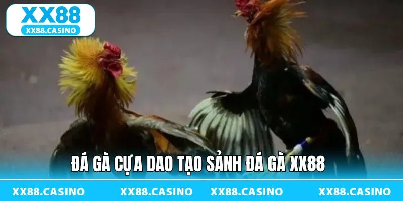 Chọi gà cựa dao thu hút khách hàng