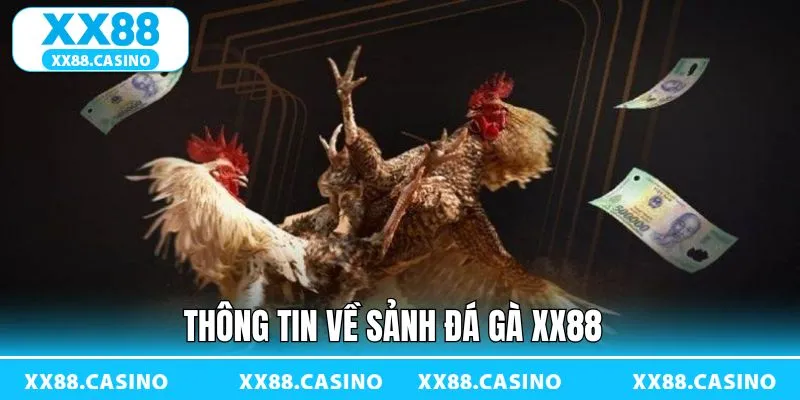 Giới thiệu tổng quan về chuyên mục đá gà XX88