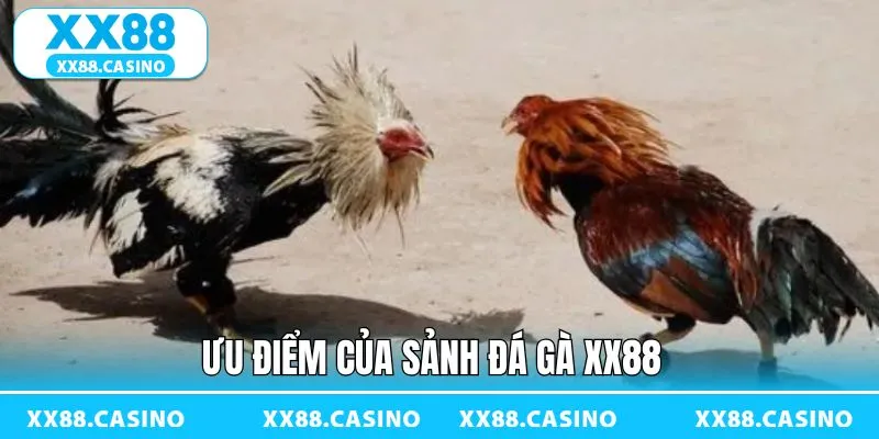 Điểm nổi bật của chuyên mục chọi kê online